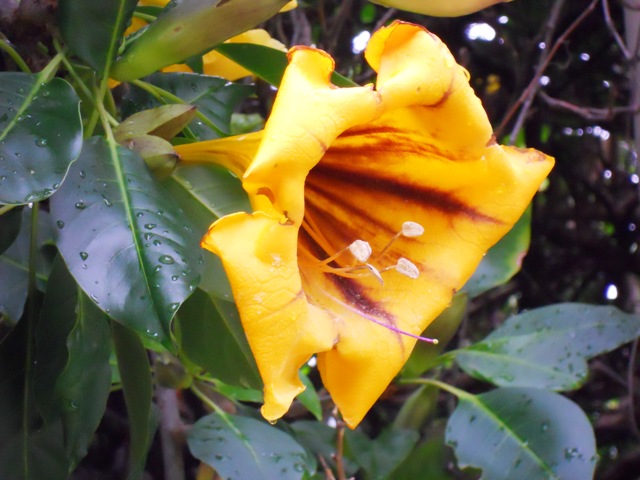 Solandra nitida